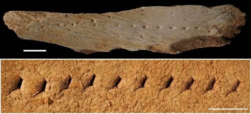 Humans wore leather clothes 40,000 years ago