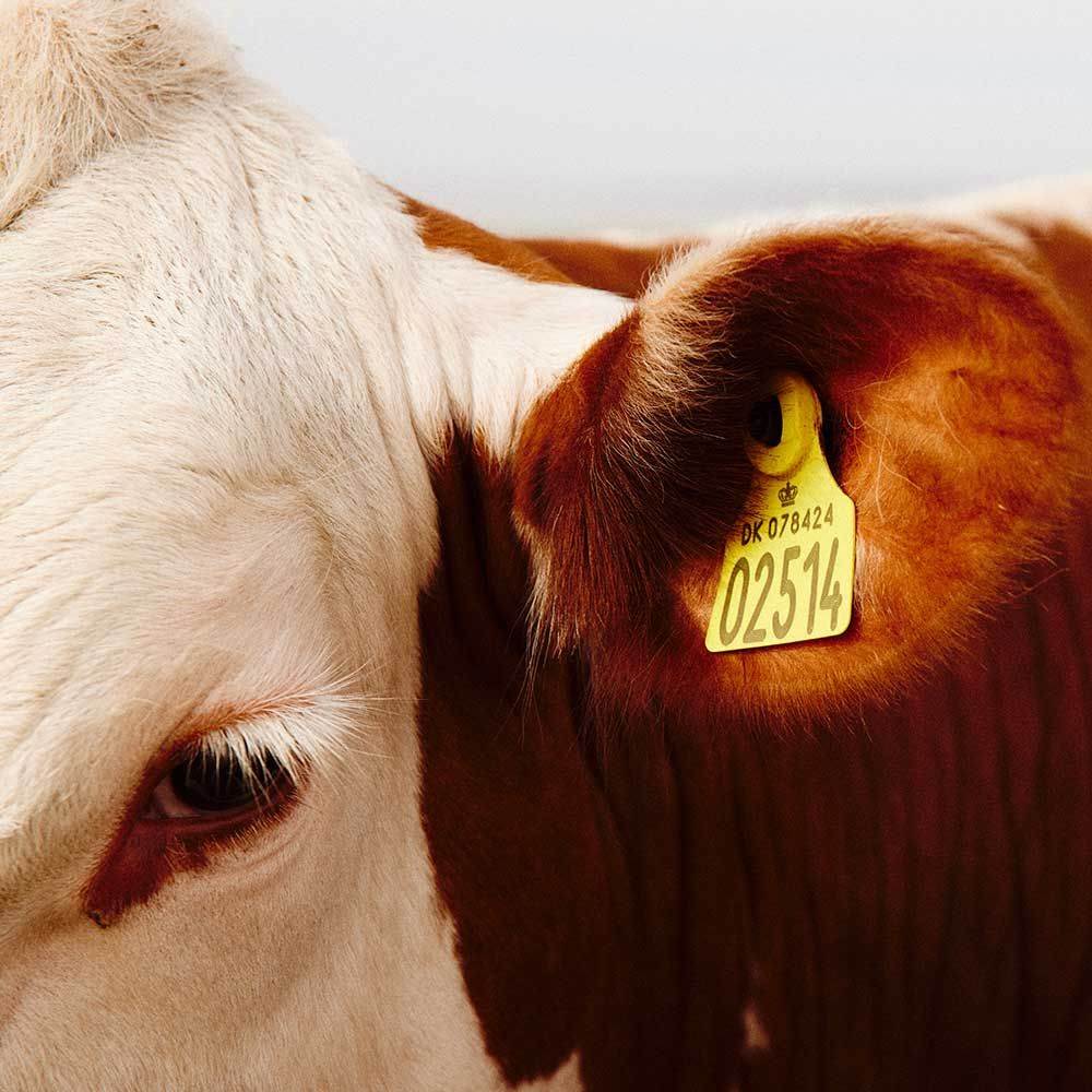 Sorensen Leather gets animal protection endorsement