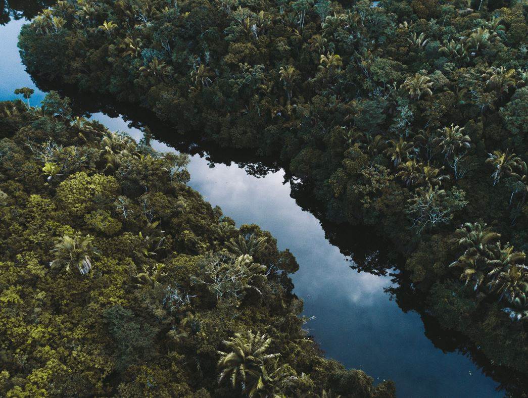 New rules for cattle and leather as EU passes deforestation law