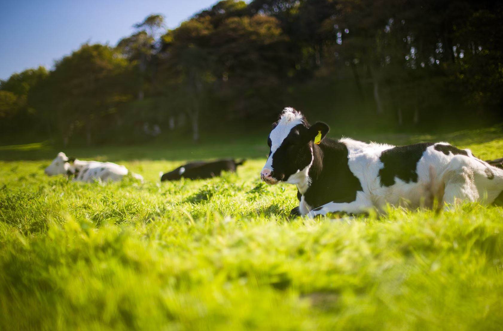 AstraZeneca to cut carbon emissions with help from cows