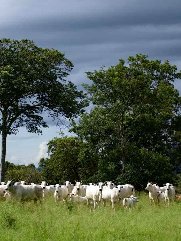 Textile Exchange and LWG join in deforestation-free call