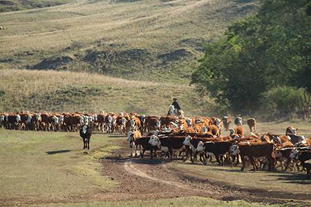 Strong support among scientists for livestock farming                                                                                                                                                   