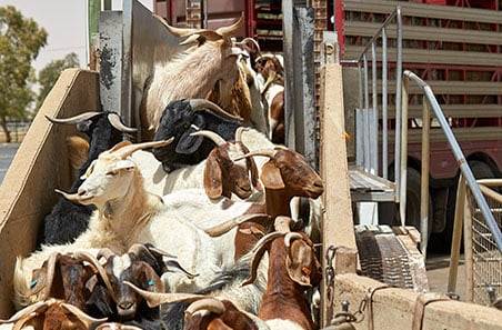 Australia – Goat slaughter at highest level in six years