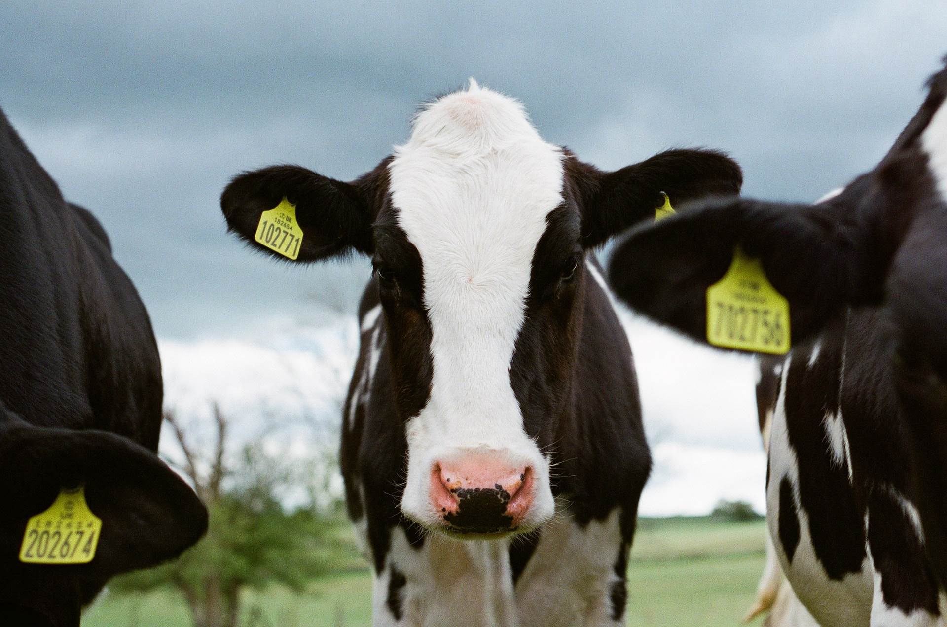 UK: Waitrose invests in cow power