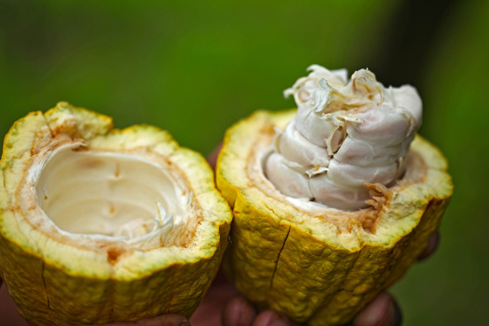 Boxmark harnessing cocoa shells for circular production