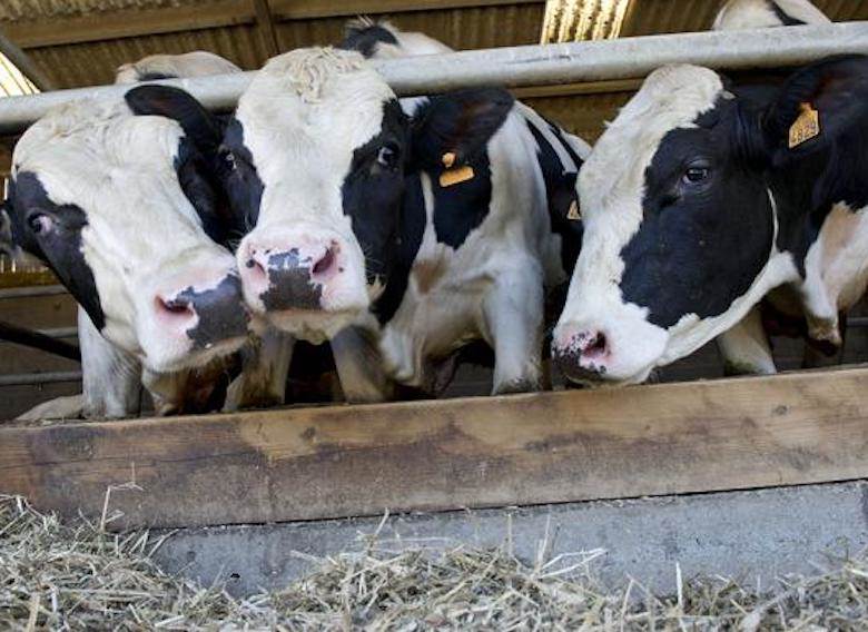 EU cattle herd slightly lower in 2022