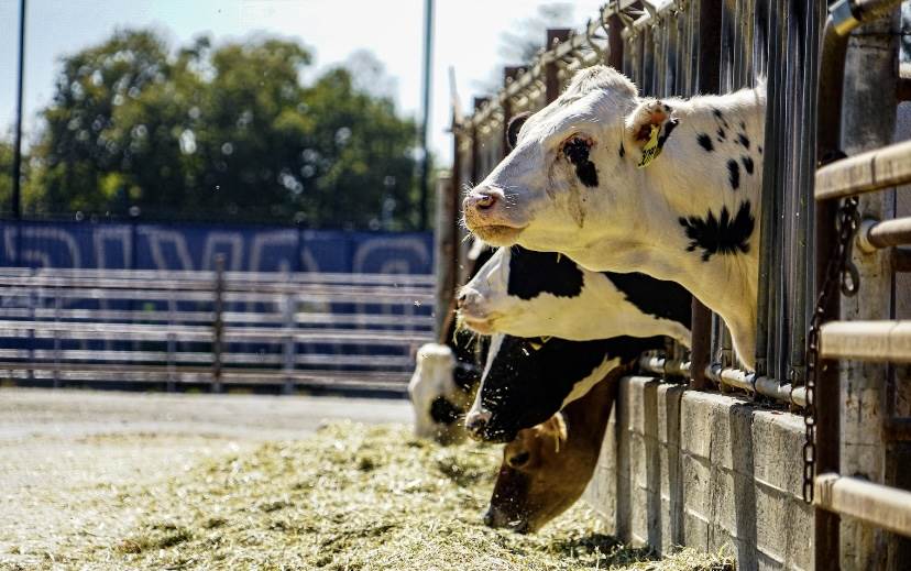 Livestock emissions reduced by 17% in JBS and Silvateam project