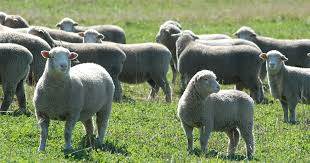 Australia outpaces New Zealand lamb production