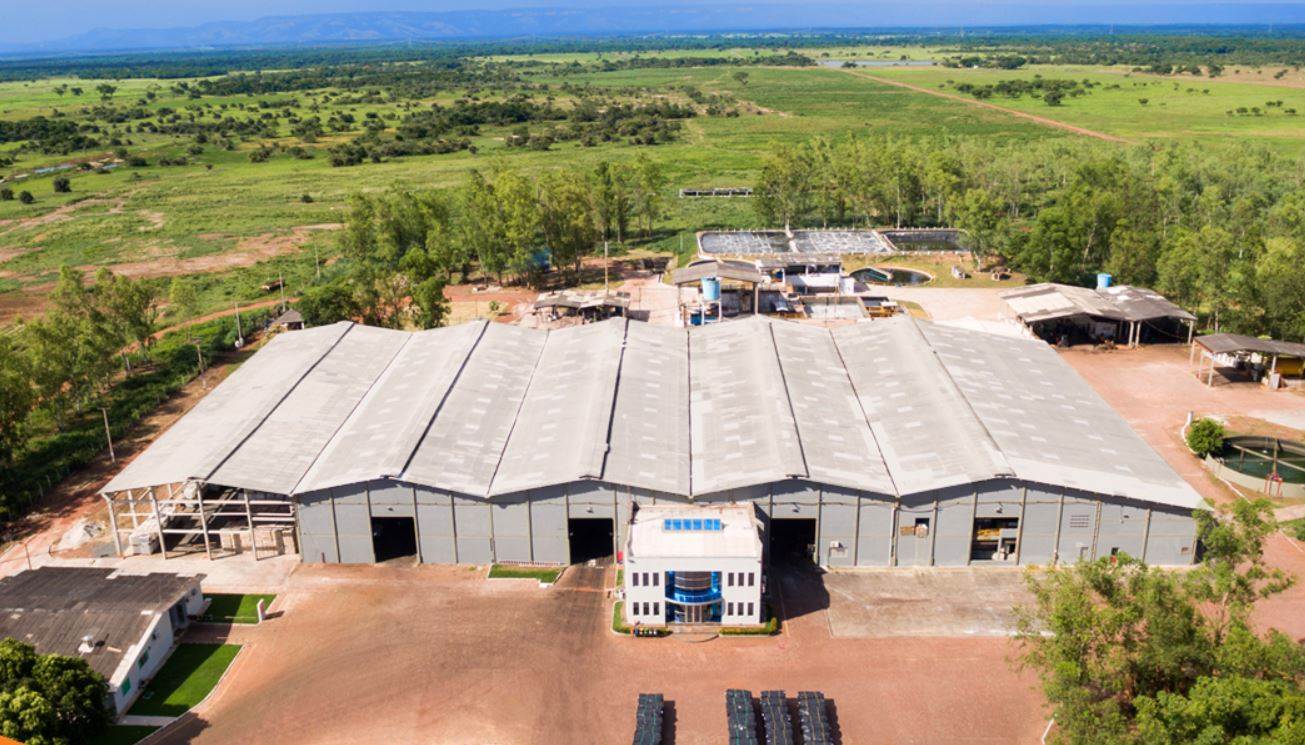 Brazilian companies launch cattle-tracing scheme