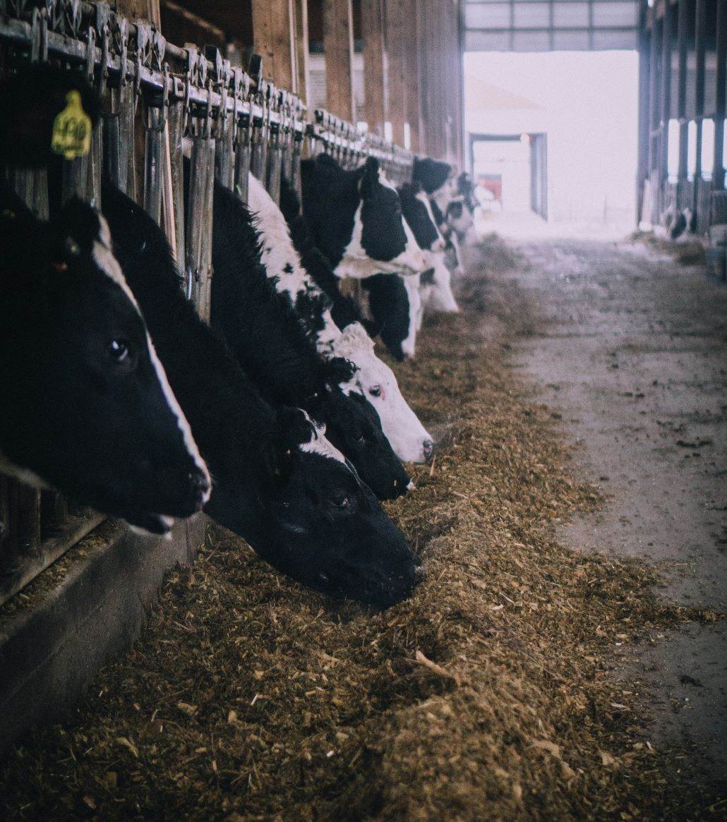 Global dairy producers form emissions alliance