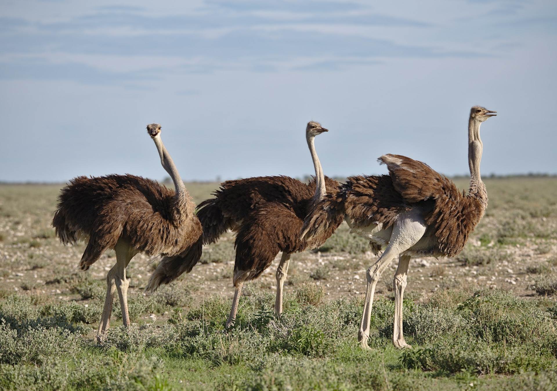 Positivity on the horizon for Ostrich production