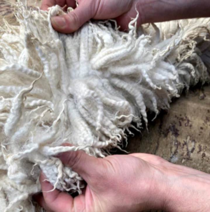 New Zealand sheepskins in demand