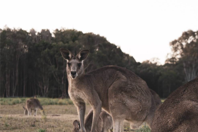 Adidas responds to kangaroo leather allegations