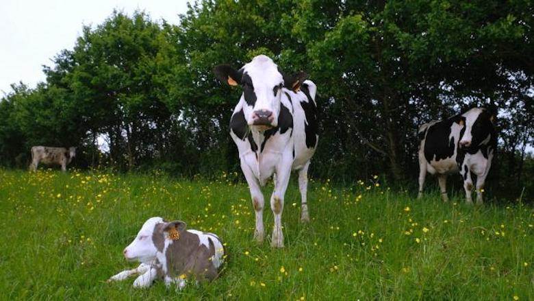 French leather sector pays tribute to farmers