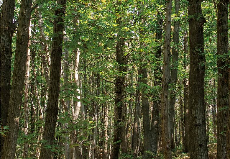 Silvateam-Olivenleder deal hailed as a turning point for the industry