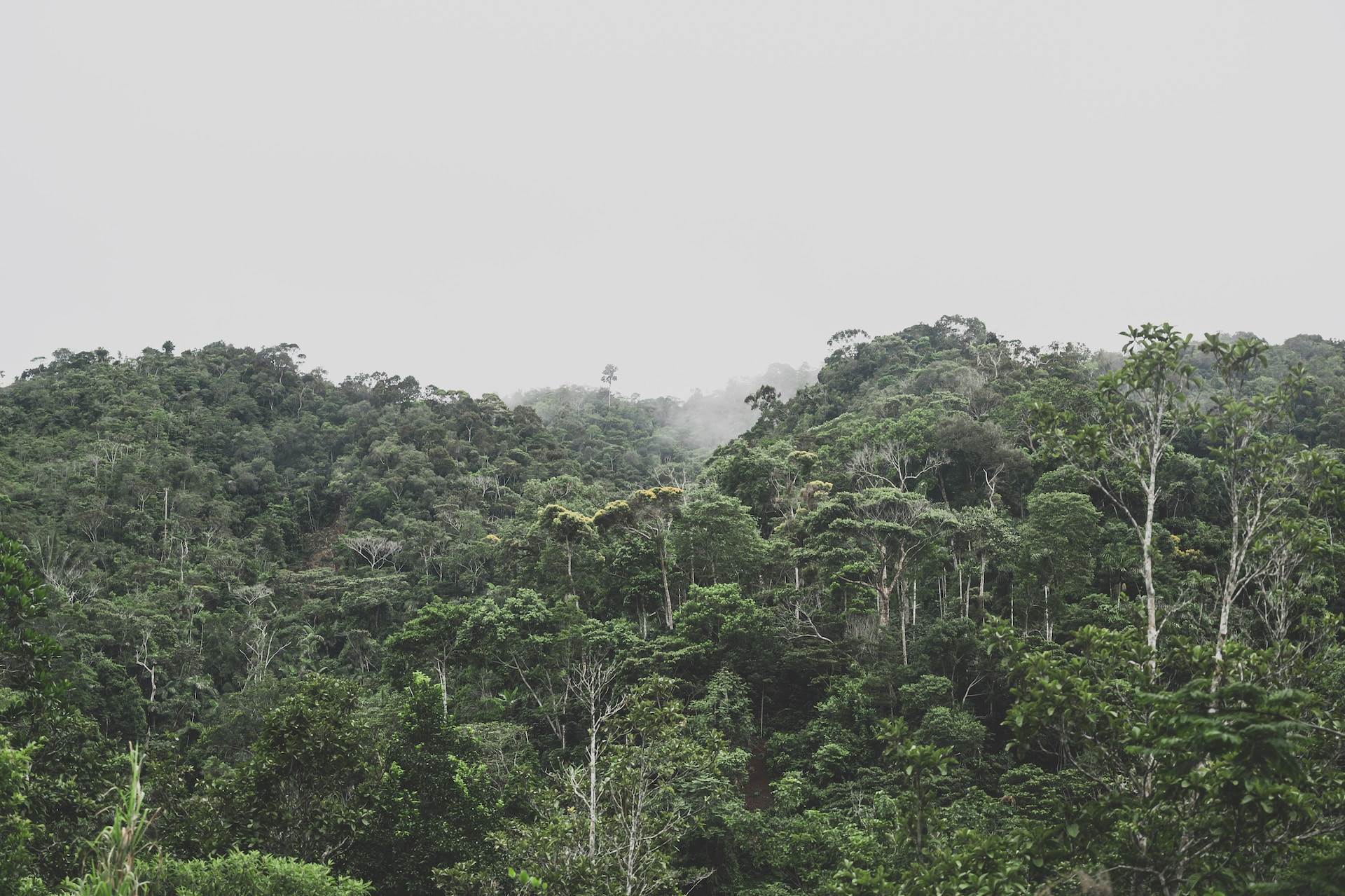 Amazon deforestation decline registered in Q1