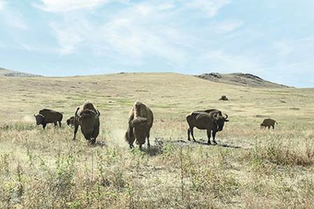 A conservation project in Western South Dakota has brought life back...
