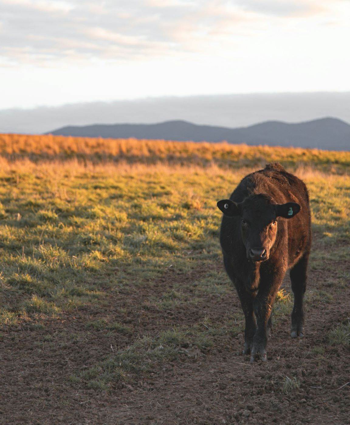 Australia - Red meat emissions decline