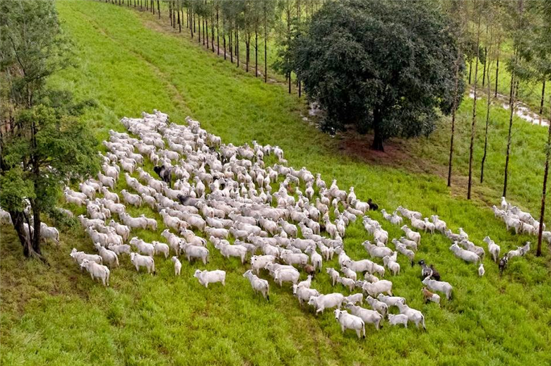 Minerva Foods celebrates geospatial sustainability