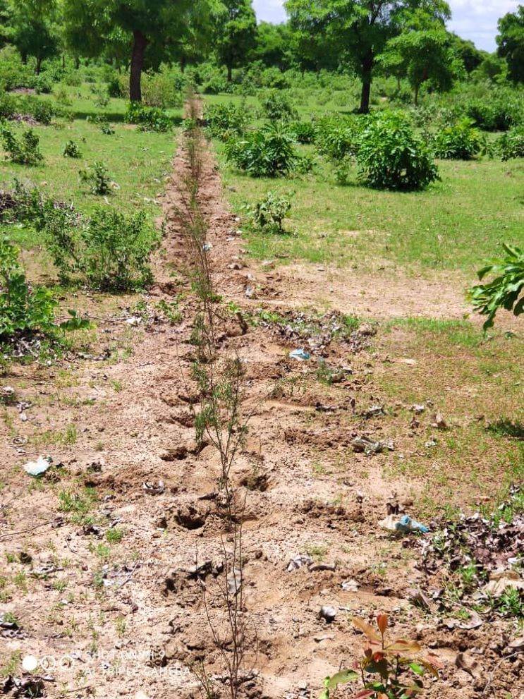 SCRD Plants 1.5 million trees