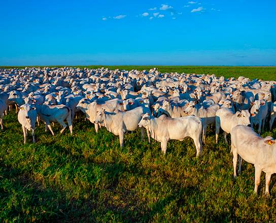 New partnership boosts sustainability in Brazilian leather