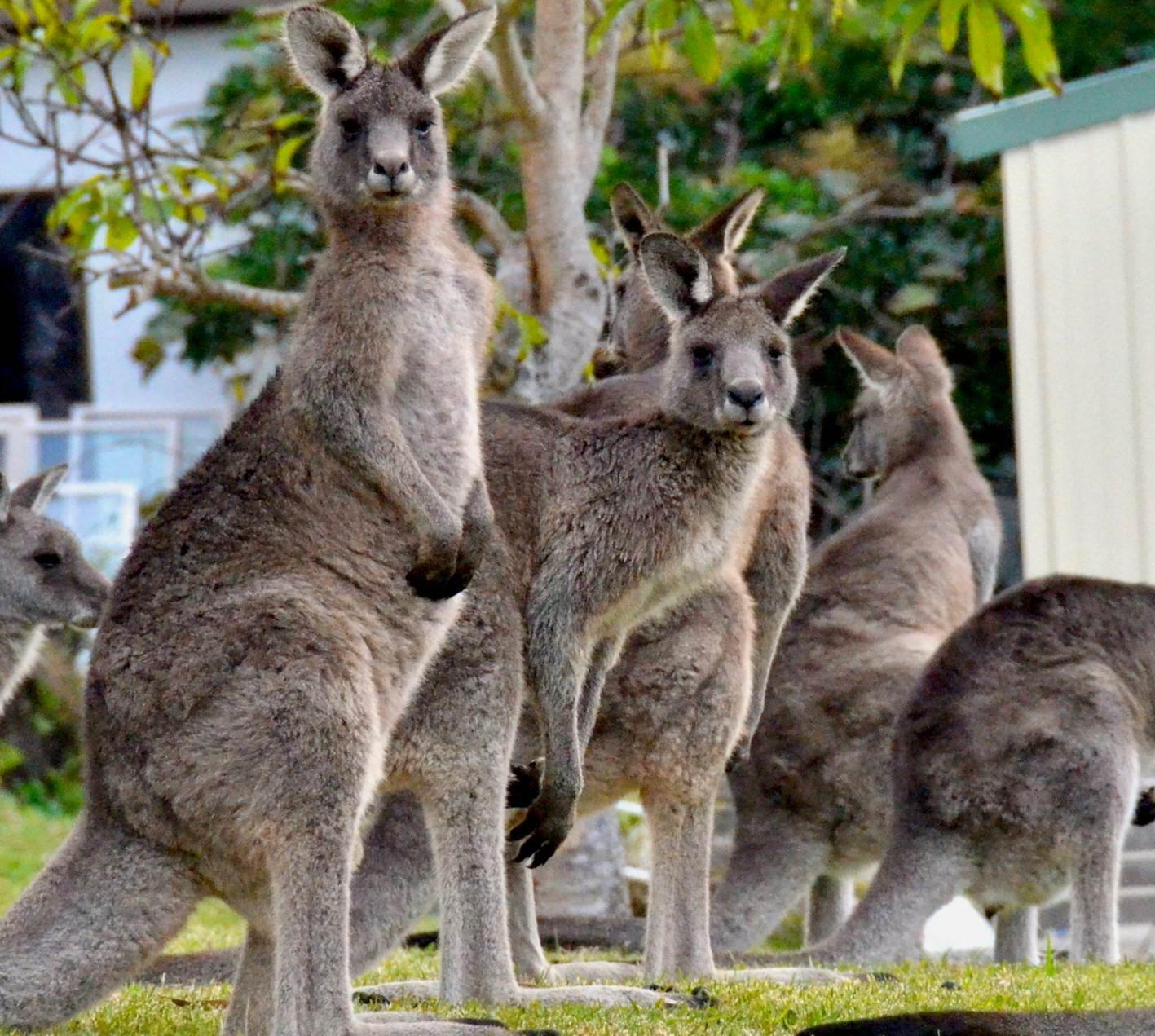 Australia urges US to maintain kangaroo leather imports