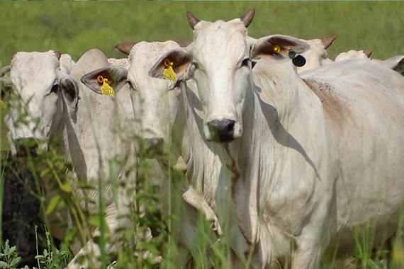 JBS supports small farms with tracking