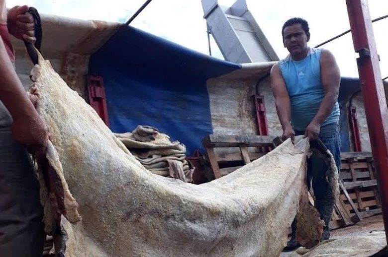 Anger in Argentina over government hide decision