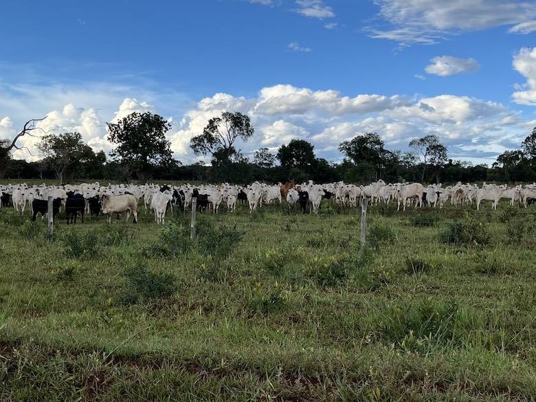 Deforestation-Free Leather Fund set up by WWF, Tapestry already on board