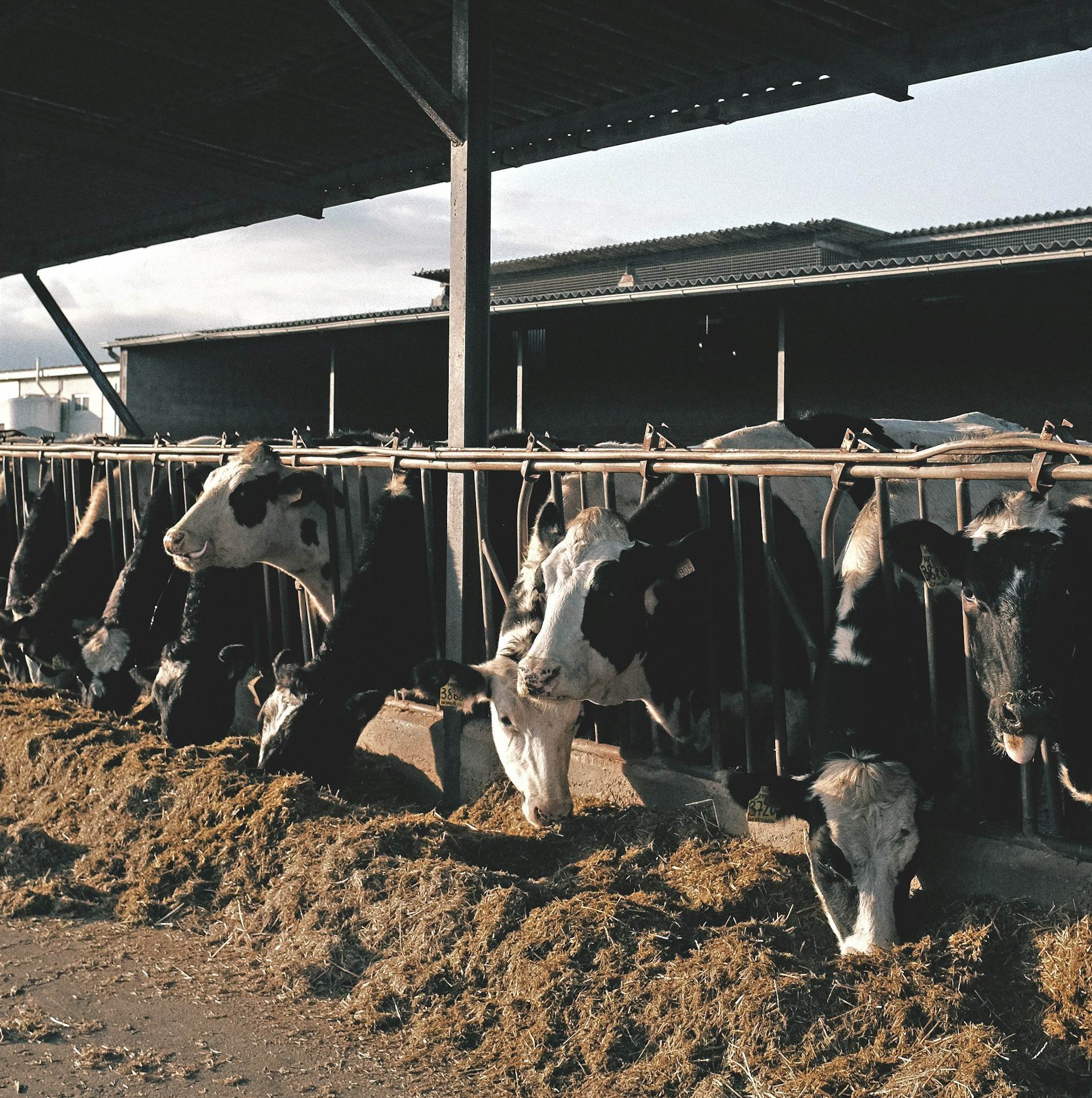 New research suggests overestimation of feedlot methane emissions