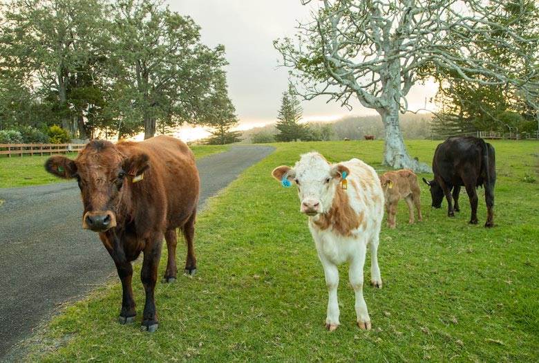 Leather gets the blame in Norfolk Island tariff rate mystery