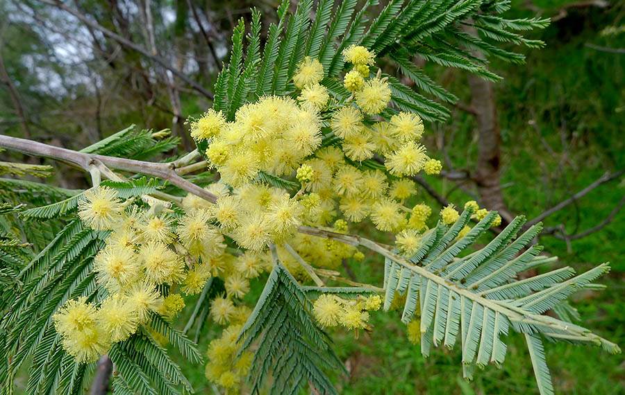 Sustainable tannin solutions now online with NTE