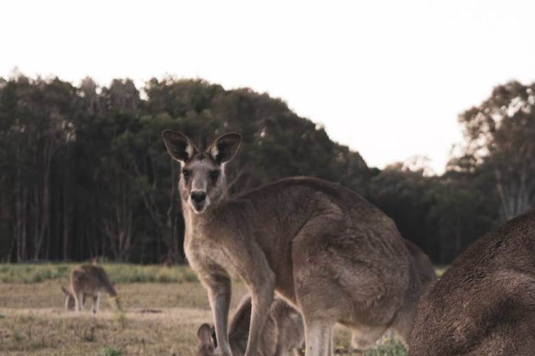 Adidas ends use of kangaroo leather in footwear