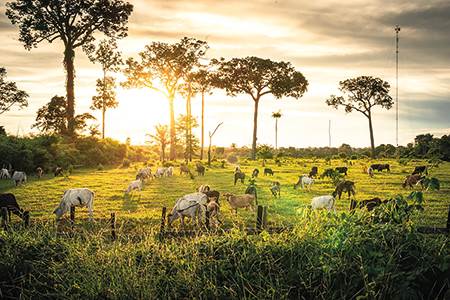 An initiative that WWF has launched aims to raise an initial $10...