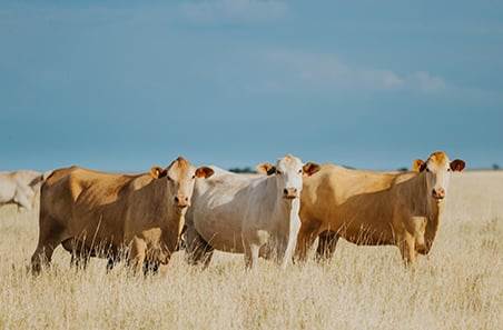 Australian red meat exports rise in US