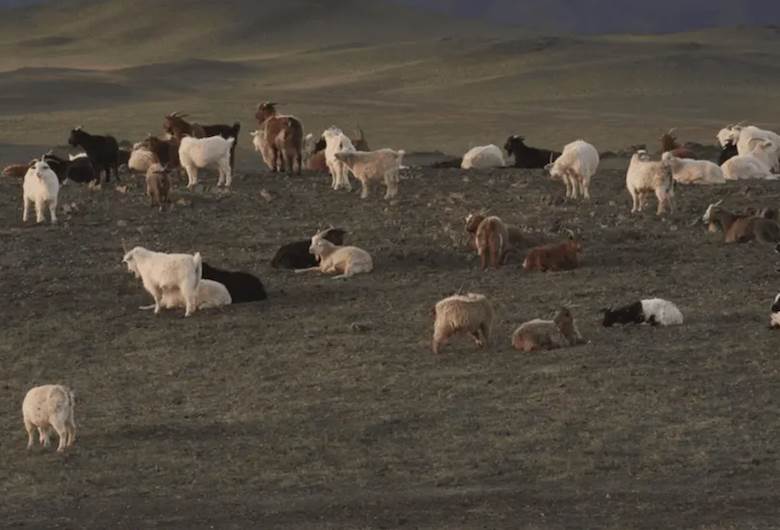 Five leather projects in first Regenerative Fund for Nature report