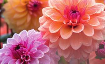 TFL unveils Colour Trends Spring-Summer 2027