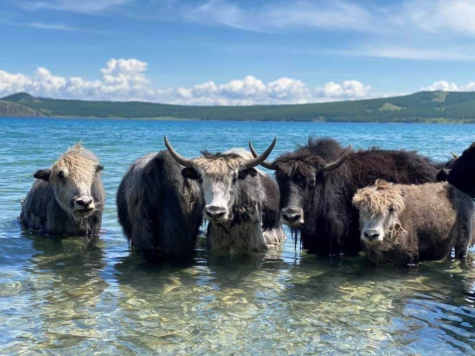 Inescop outlines role in Mongolian yak leather initiative