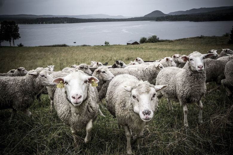 Wool research can help leather too