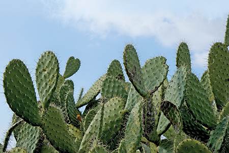 Alternatives to leather fall short                                                                                                                                                                      