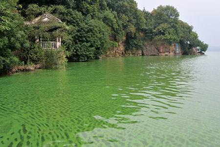 Algae blooms have become a major environmental problem and their...