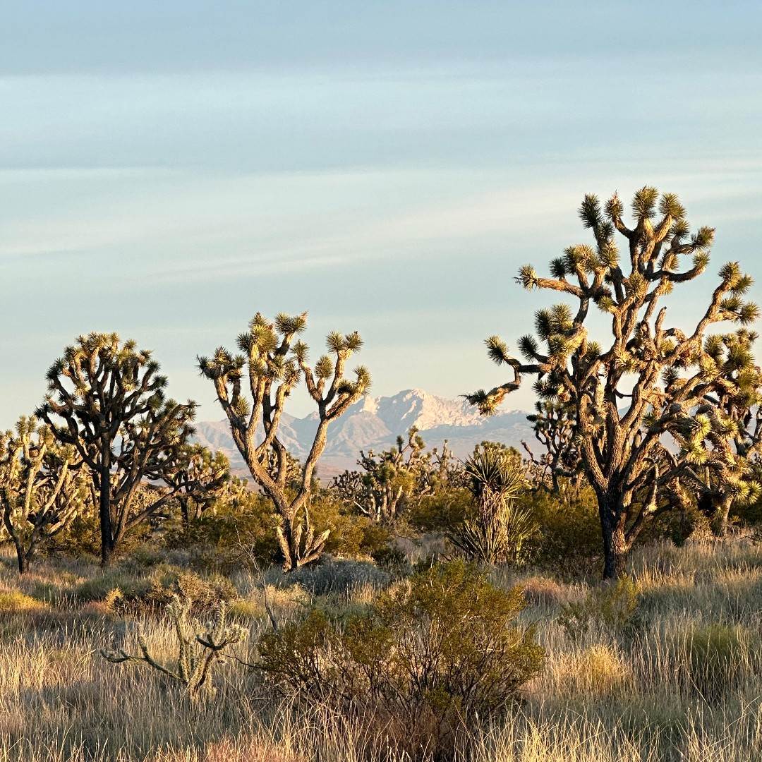 Ortholite joins The Conservation Alliance