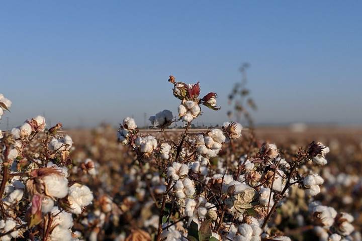 Senators urge assistance for US cotton industry