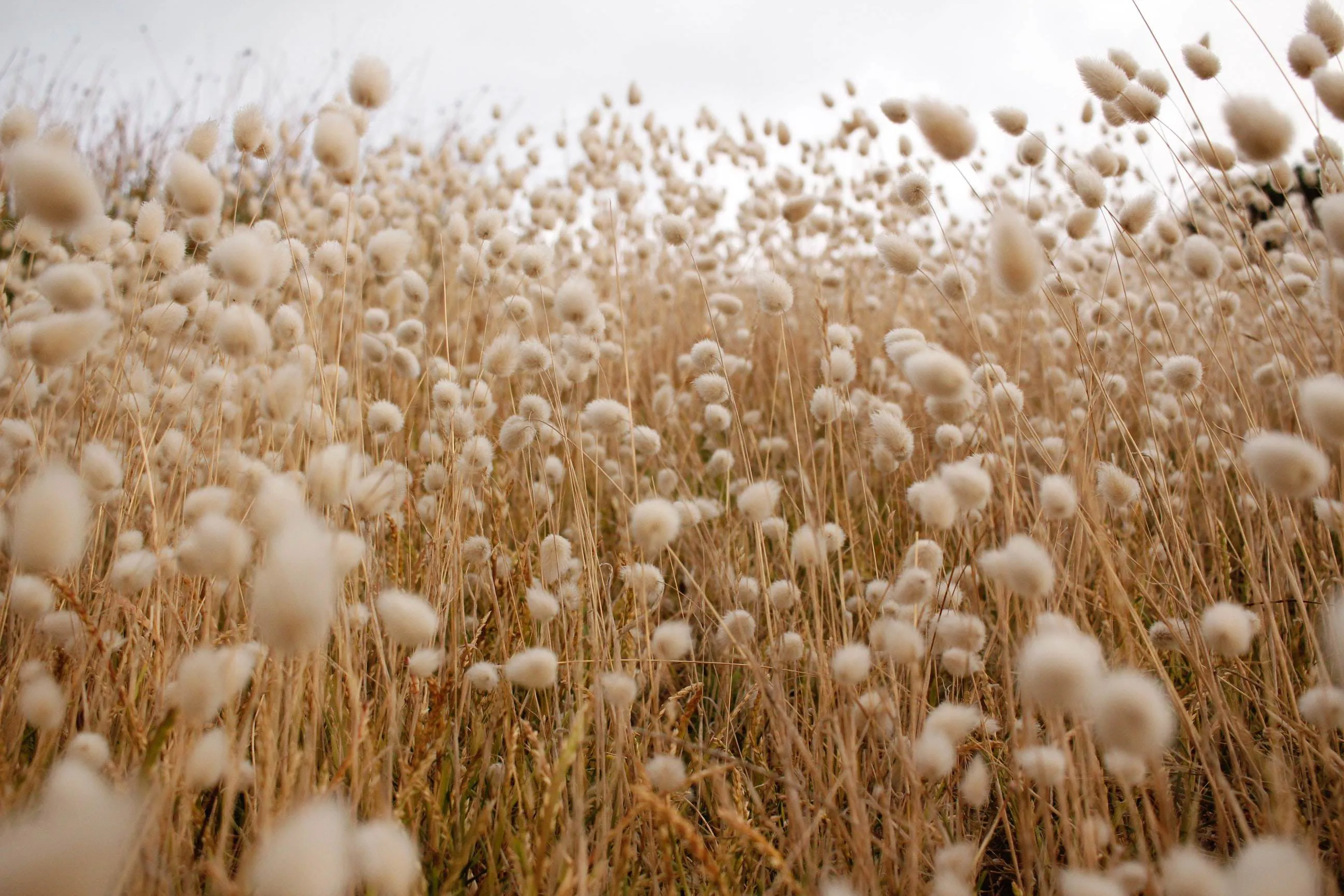 Dry weather drives ICE cotton to a 4-month high