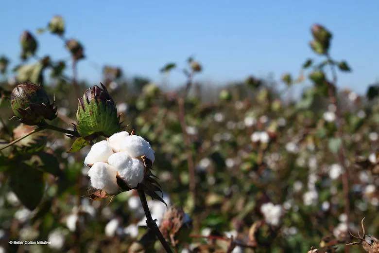 Cotton commitment from Diesel