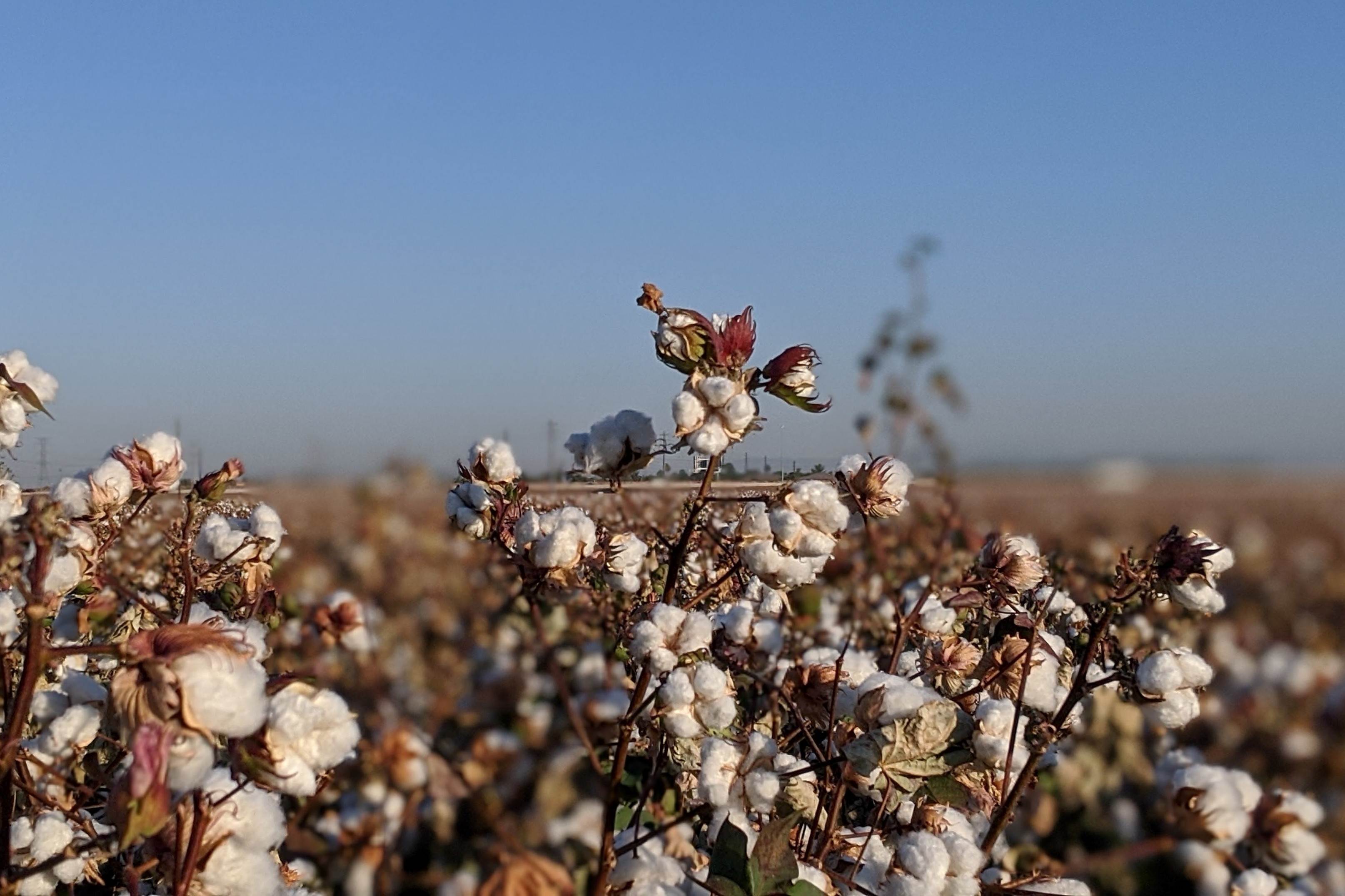 BCI pays tribute to farmers on World Cotton Day