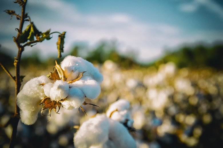 Cone Denim joins US Cotton Trust Protocol