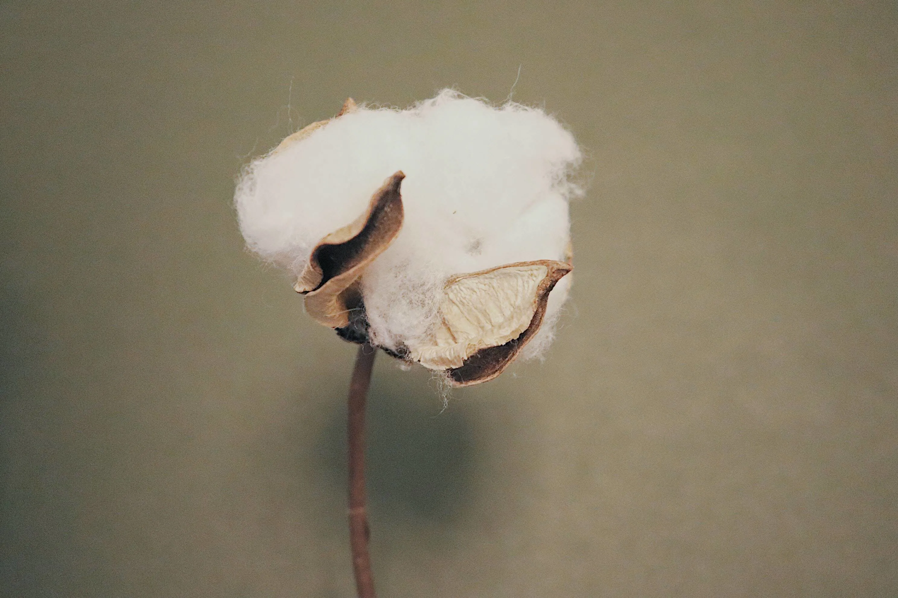Cotton stories need to be told: Transformers seeks to expose myths