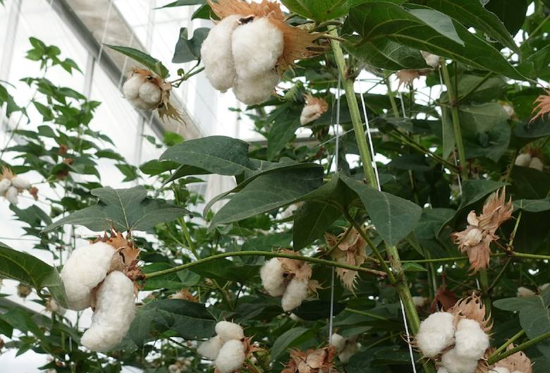 Fashion For Good programme leads to pilot cotton project