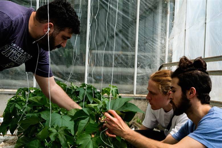 British cotton-growing startup cuts water, fertiliser, insecticides